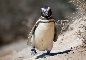 Do the Waddle - Gansbaai Weekly Inspiration